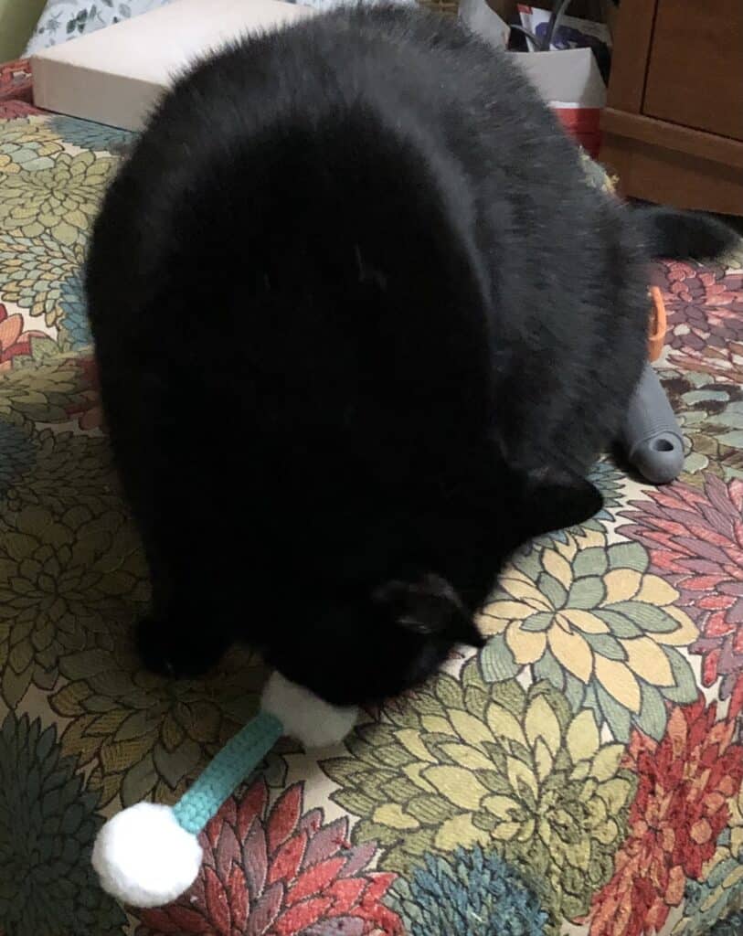 Black cat with a q-tip cat toy