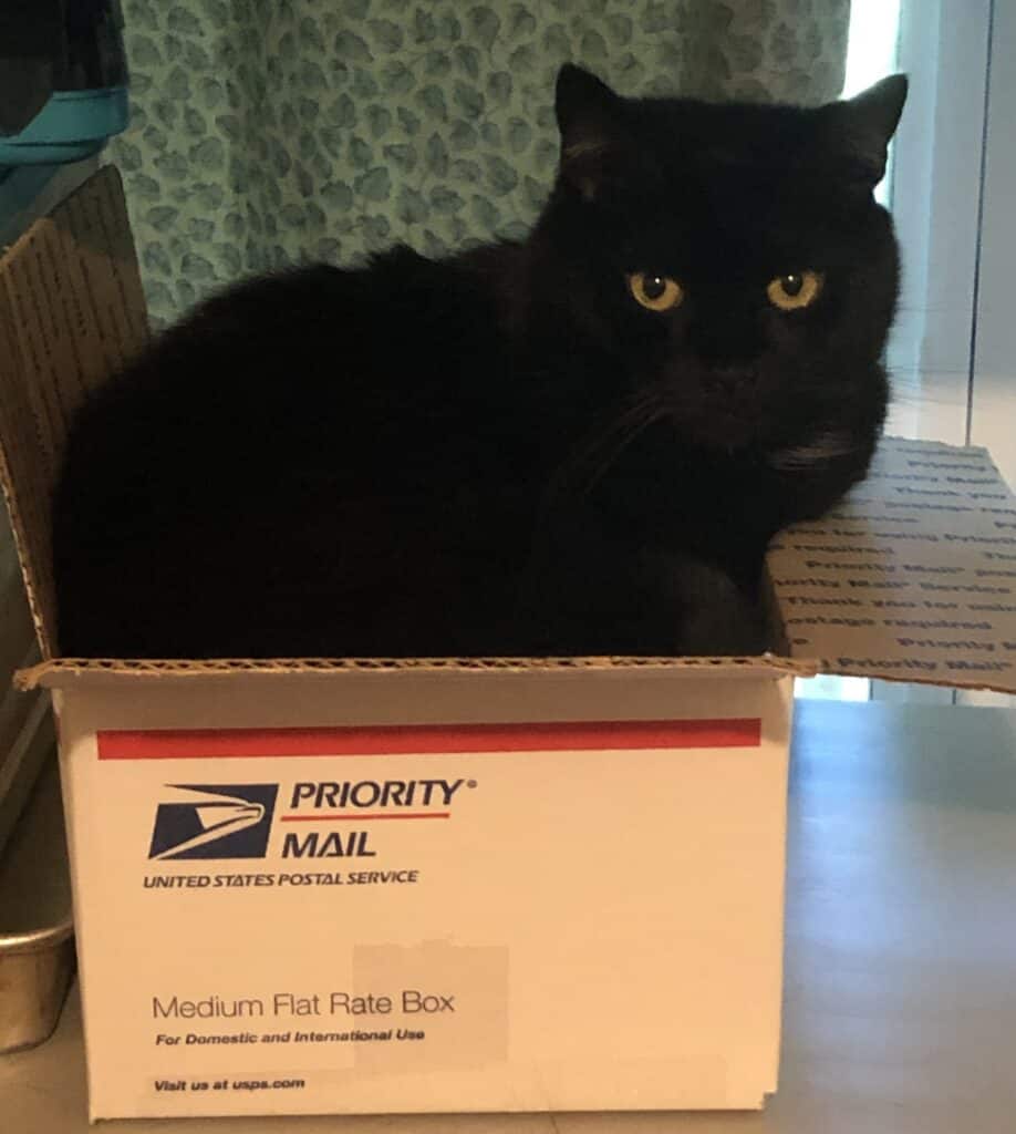 black cat sitting in a box
