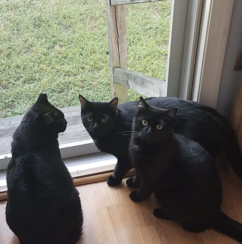 three black cats looking out the door