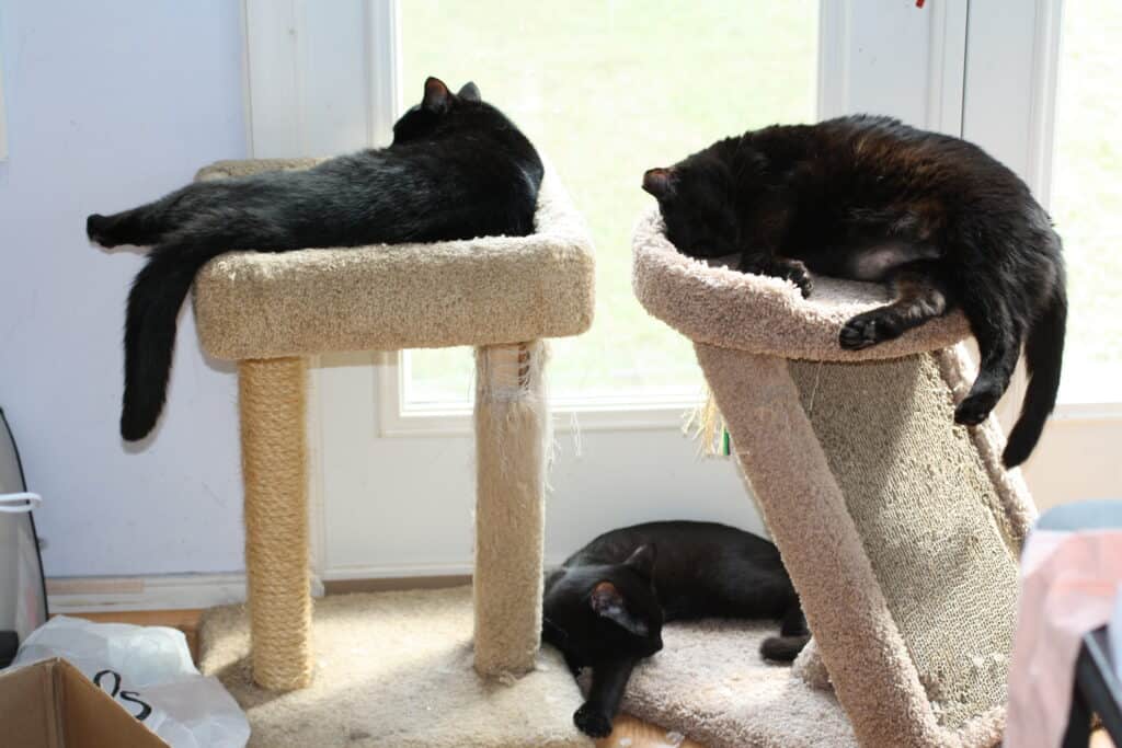 three black cats on cat trees