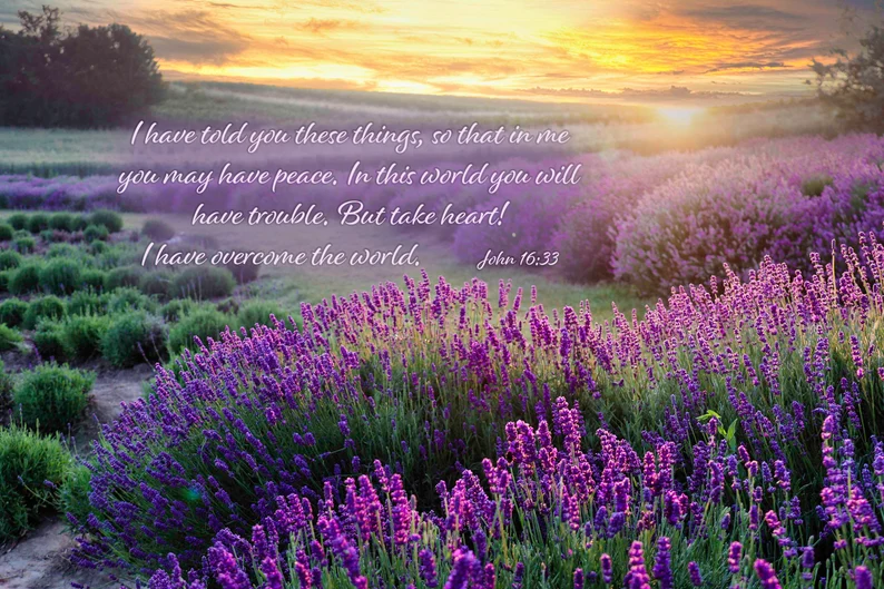 photo of a lavender field with a bible verse printed on it