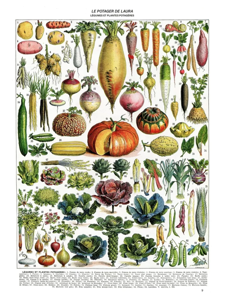 Vintage poster of vegetables