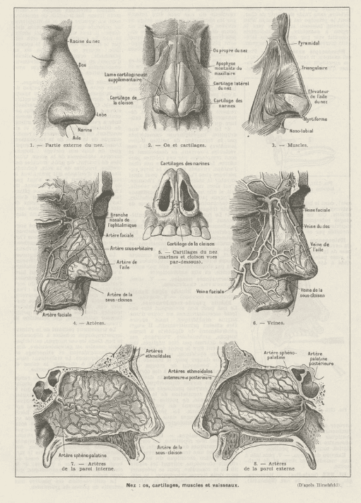 nose medical anatomy print