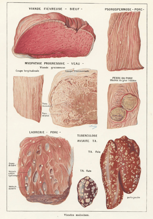 spolied meat diagram