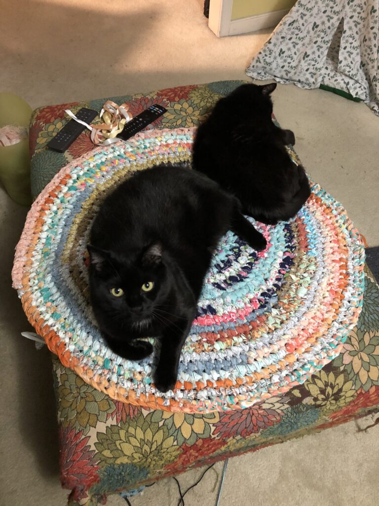 cats on an Amish Knot rag rug