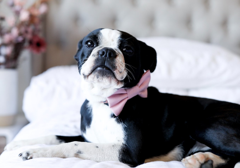 dog with bow tie on his neck