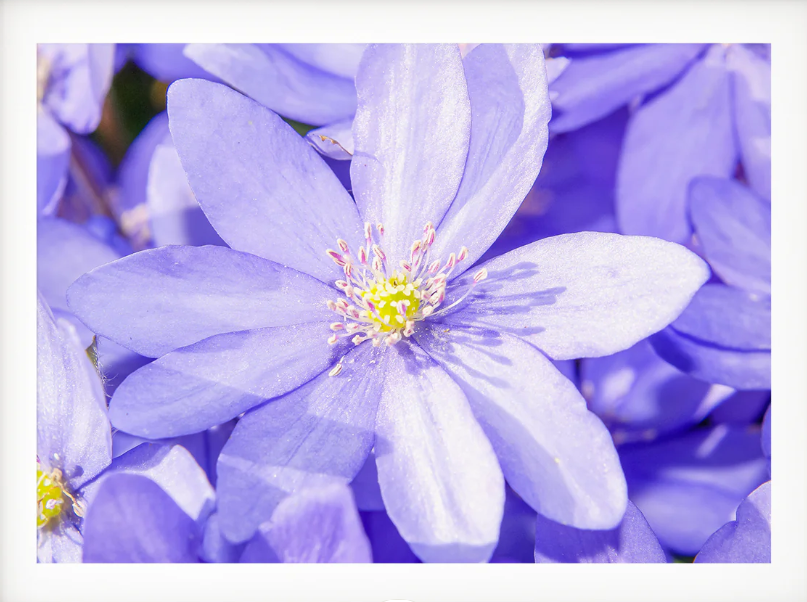 blue flower phtoography