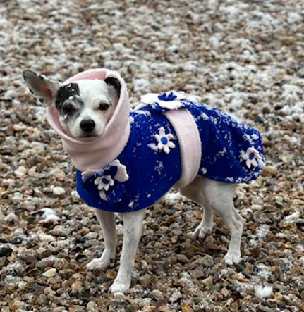 small dog wearing a dog coat with a flower on it