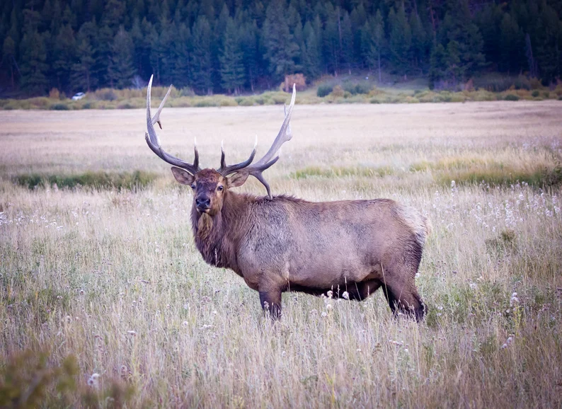 photography of a wild buck elk